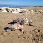 Termoli (Campobasso), due tartarughe marine (madre figlia) spiaggiate morte stamattina su lungomare nord