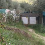 uliveto-che-ospita-i-baraccati-1