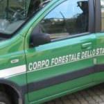 corpo-forestale