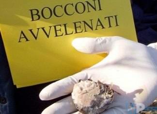 Ricerca dei responsabili a Venafro dei bocconi avvelenati per cani