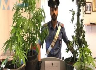 Campomarino – Cinque piante di marijuana nel cortile di casa, arrestato un 30enne già noto alle Forze dell’Ordine