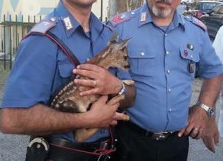 Rionero Sannitico (IS): Cerbiatto ferito, salvato dai Carabinieri