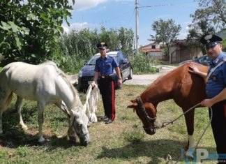 Sesto Campano (IS): Ricettazione di cavalli, coppia di casertani incastrata dai Carabinieri. Equini recuperati e restituiti ai legittimi proprietari.