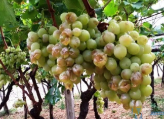 Maltempo: Coldiretti Molise chiede a ufficio agricolo di zona di quantificare i danni – Orticole e pomodori flagellati, si valuta l’anticipo della vendemmia