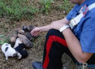 Isernia: Cuccioli di cane abbandonati da ignoti, per fortuna vengono trovati e salvati dai Carabinieri.