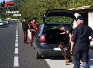 Venafro (IS): Servizio di controllo straordinario del territorio, scattano denunce e sequestri. Impiegate anche unità cinofile antidroga.