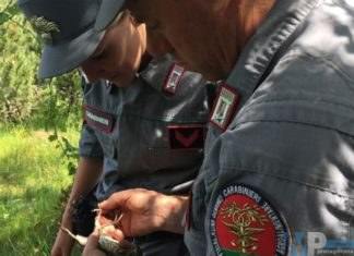 Sesto Campano (IS): Trasporto di cardellini catturati illegalmente. Una persona denunciata dai Carabinieri Forestale.