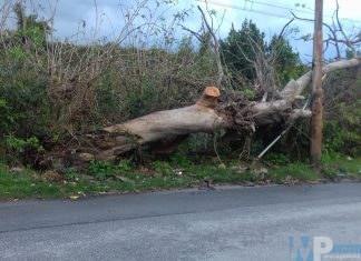 Albero caduto e pericolante in via Pedemontana a Venafro