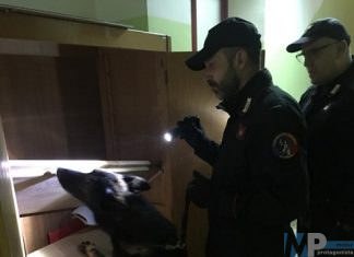 Carabinieri di Agnone: vigilanza nei pressi degli istituti scolastici “scuole sicure”. Impiegata anche una unità cinofila che fiuta hashish nei pressi della palestra dell’Istituto Tecnico