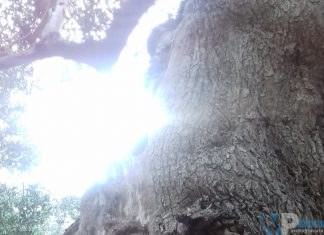 Venafro, inizia campagna olearia 2018 e tornano di moda i giochi del passato