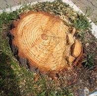 albero tagliato