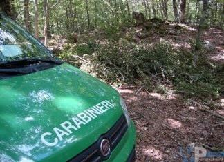 Isernia: Carabinieri Forestale di Monteroduni: furto di legna su area demaniale, denunciato un uomo originario del casertano