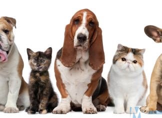 Filomena Calenda plaude alla riduzione fiscale per chi convive con animali da compagnia