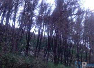 Morta la pineta delle Tre Torri ed alberi da rimuovere perché pericolanti