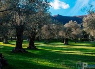 “Bello e buono come l’olio”: Il concorso indetto dall’Istituto Comprensivo di Colli al Volturno