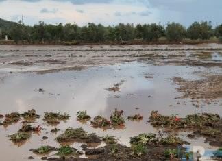Allagamenti nel venafrano: Coldiretti Molise denuncia gravi danni e difficolta’ per aziende agricole e zootecniche