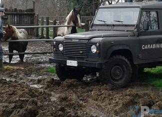 Isernia: Controlli di polizia veterinaria da parte dei Carabinieri Forestali. Scatta una denuncia, sequestro e sanzioni