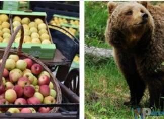 Le mele per tutelare l’Orso bruno marsicano