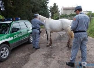 Isernia: Pascolo abusivo. Carabinieri Forestali denunciano una persona