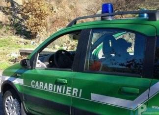 Venafro (IS): Furto di legna. I Carabinieri denunciano sette persone.