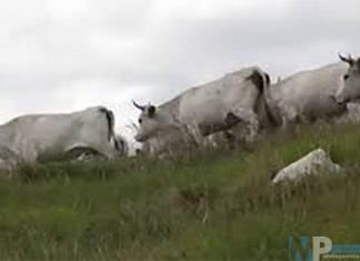 Centinaia di mucche hanno attraversato la piana di Venafro per pascolare sui pendii pedemontani