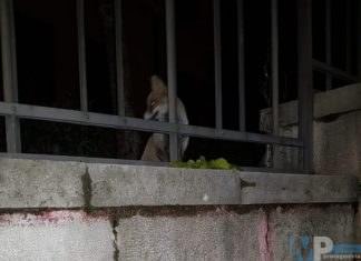 Isernia – Volpe a scuola su Corso Garibaldi