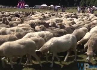 Festa del Pastore 2025, Roccamandolfi 21 Luglio