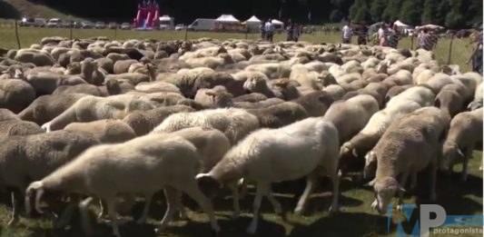 Roccamandolfi – Festa del Pastore 2019: tra belle promesse e buoni propositi