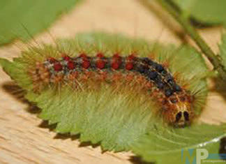 Lymantria nella Valle del Volturno, intervenga subito la Regione