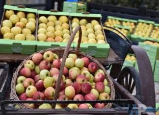 Castel del Giudice (IS), Nella terra della biodiversità c’è la 2° Festa della Mela