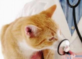 I veterinari precari del Molise alla Asrem: “occorre reclutare personale veterinario con contratti previsti dalle normative di settore “