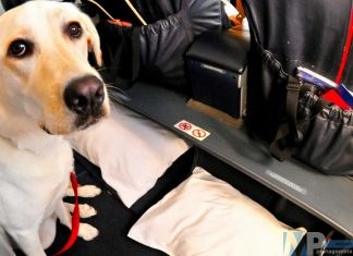 Animali d’affezione trattati come oggetti nei trasporti aerei.