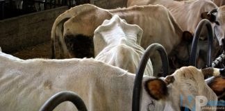 Brucellosi bovina, l’allarme della Cia, agricoltori italiani del Molise; “Subito una task force per fronteggiare l’emergenza”