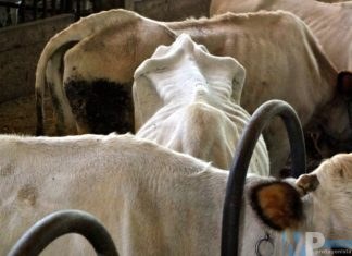 Brucellosi bovina, l’allarme della Cia, agricoltori italiani del Molise; “Subito una task force per fronteggiare l’emergenza”