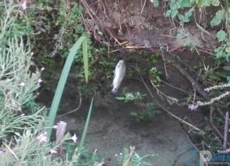 PLC Isernia: scoperto altro sversamento sul Sordo unitamente a criticità franose