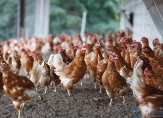 “Pollitica” – Isernia, le elezioni, Romagnuolo e lo slogan Leghista