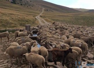 Canoni tariffe tratturali, aumenti esagerati da riportare allo status quo ante.