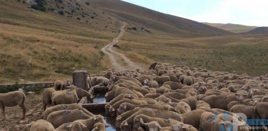 Canoni tariffe tratturali, aumenti esagerati da riportare allo status quo ante.