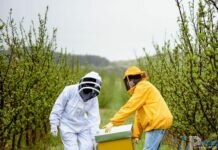 Più Apicoltori, più Api, più Vita nelle nostre aree interne!