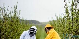 Più Apicoltori, più Api, più Vita nelle nostre aree interne!