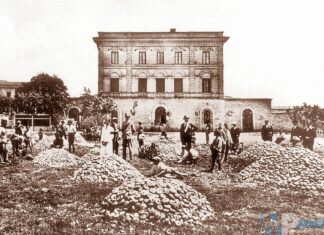 La cipolla bianca di Isernia