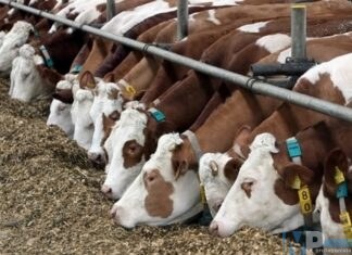 Nasce il data base unico per gli allevatori. In Molise registrati 154 allevamenti