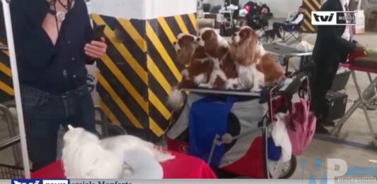 Campobasso, “Mostra Cinofila del Sannio 2022”