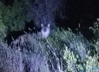 Basso Molise – Cielo stellato, civette e leggende popolari conquistano 100 appassionati della natura