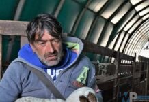 Muore a 48 anni il pastore molisano più conosciuto, protagonista di Geo & Geo