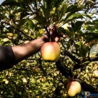 Raccolta delle mele Credit Eleonora Mancini