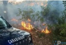 Identificato l’autore dell’incendio che il 22 luglio scorso  ha distrutto 60 ettari di vegetazione nell’alto Molise
