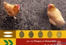 Pasqua solidale: “invece dell’uovo, regala una gallina”