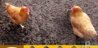 Pasqua solidale: “invece dell’uovo, regala una gallina”