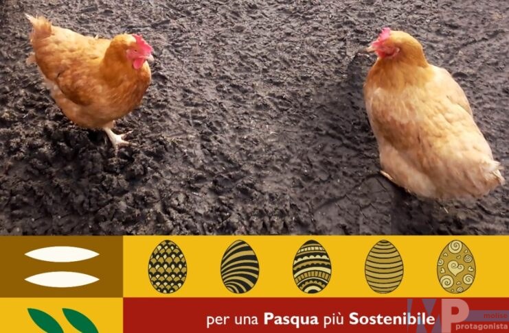 Pasqua solidale: “invece dell’uovo, regala una gallina”